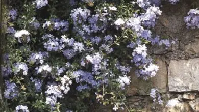Photo of Ceratostigma plumbaginoides, un arbusto con fiori viola che può coprire le pareti.