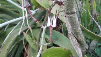 Photo of Ceropegia stapeliiformis ssp serpentine Ceropegia stapelia