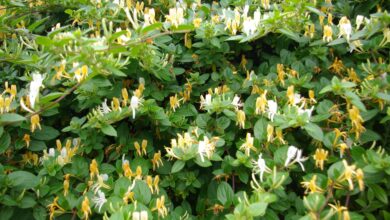 Photo of Cespuglio di bosso Honeysuckle, Caprifoglio lucido