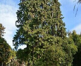 Photo of Chamaecyparis lawsoniana Cypress Lawson, falso cipresso