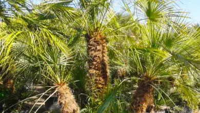 Photo of Chamaerops humilis Saw palmetto, palma mediterranea
