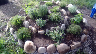 Photo of Che cos’è un giardino di erbe aromatiche a spirale: piante del giardino di erbe aromatiche a spirale