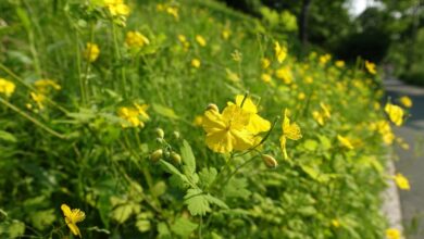 Photo of Chelidonium majus Grande Celidonia, erba verruca, grande fulmine