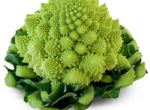 Photo of Chou Brassica oleracea