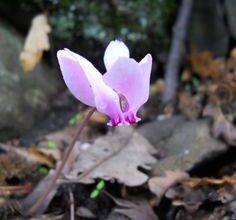 Photo of Ciclamino pseudiberico Ciclamino dalla Turchia