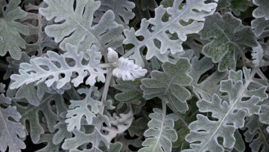 Photo of Cineraria marittima, piantina di Cineraria