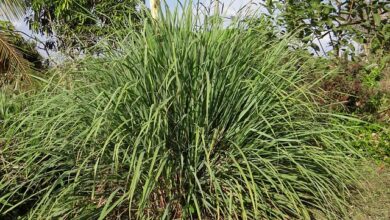 Photo of Citronella: scopri come coltivare una pianta di citronella