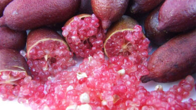 Photo of Citrus australasica, frutto simile al caviale