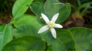 Photo of Citrus latifolia Tiglio grande, tiglio di Tahiti, tiglio di Tahiti, tiglio persiano, tiglio indiano