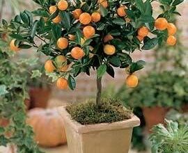 Photo of Citrus mitis Calamondin, Appartamento Orange