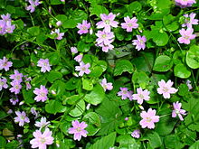 Photo of Claytonia siberiana Claytonia siberiana