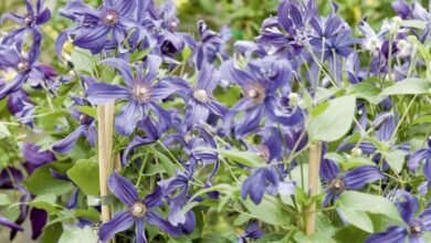 Photo of Clematide bianca della vite, copertura Clematis, erba a grappolo