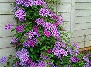 Photo of Clematis