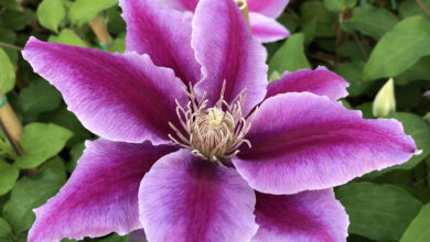 Photo of Clematis Dottor Ruppel.