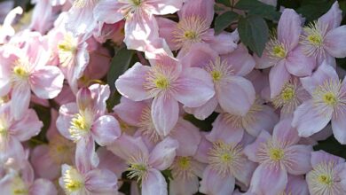 Photo of Clematis montana