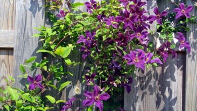 Photo of Clematis o cura delle piante Clematis