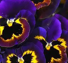 Photo of Clematis Tie Dye, un cespuglio con fiori di incomparabile bellezza.