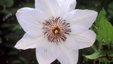 Photo of Clematis var. Srta. Bateman Clematis Srta. Bateman