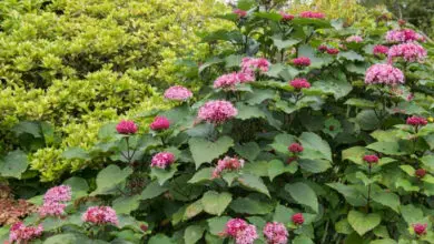 Photo of Clerodendron bungei Clerodendron puzzano