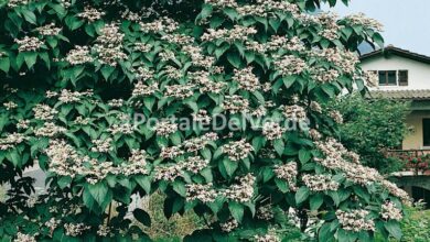 Photo of Clerodendrum trichotomum Albero del clero, Clerodendron