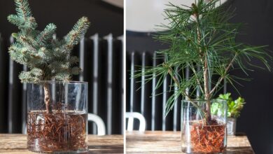 Photo of Coltivare alberi di Natale – Come coltivare, curare e raccogliere alberi di Natale