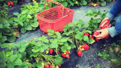 Photo of Coltivare fragole: come piantare, coltivare e raccogliere fragole