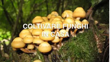 Photo of Coltivare i funghi ostrica: la guida completa per principianti ad un giardino di funghi felice