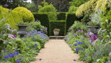 Photo of Coltivare i Giardini all’inglese: Erbe popolari per i giardini all’inglese