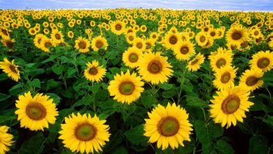 Photo of Coltivare i girasoli: come piantare, coltivare e curare i girasoli