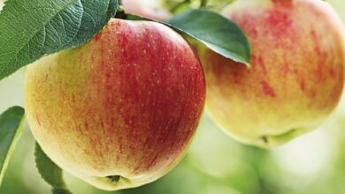 Photo of Coltivare i meli: la guida completa per piantare, coltivare e raccogliere le mele