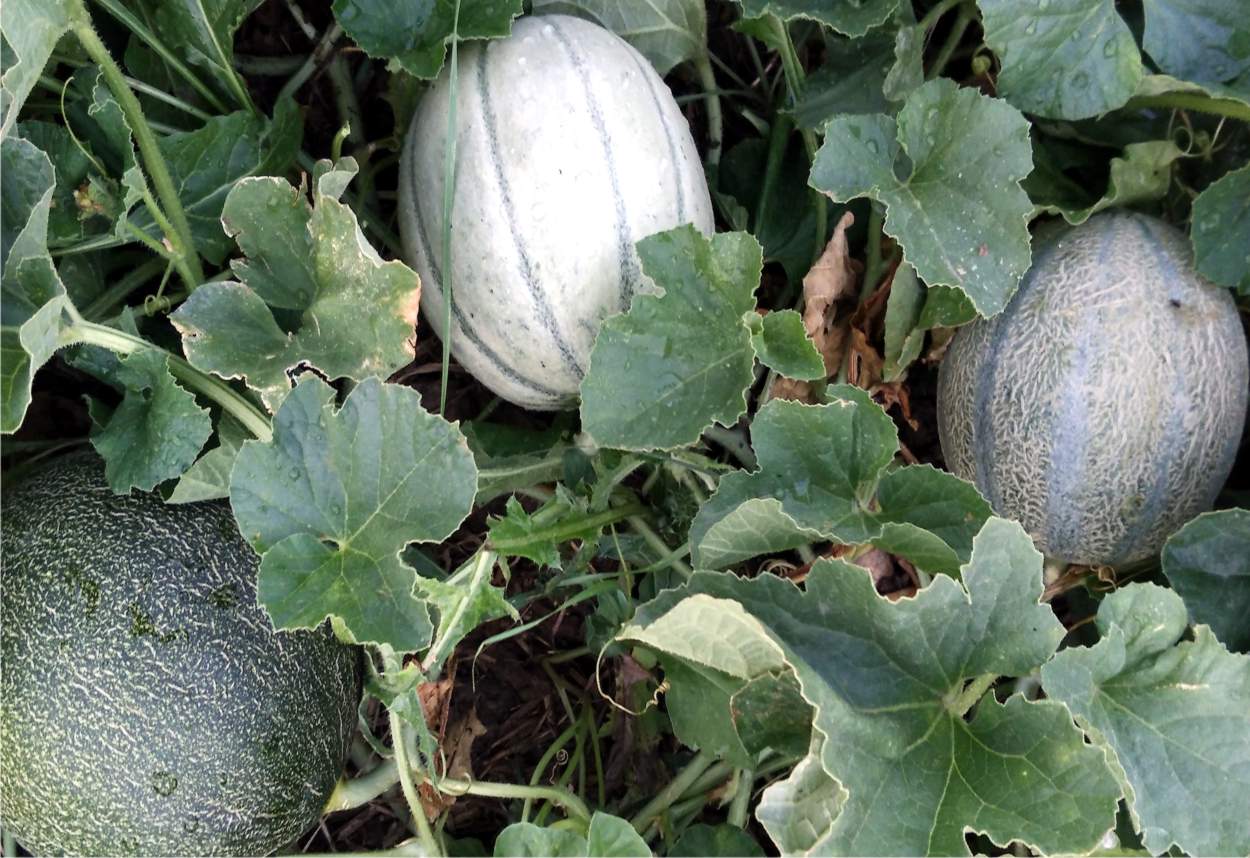 Coltivare i meloni la guida completa alla semina, alla cura e alla