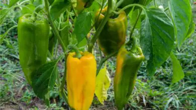 Photo of Coltivare i peperoni: come piantare, coltivare e raccogliere con successo i peperoni