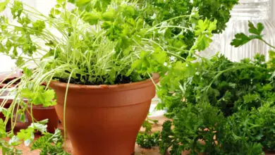 Photo of Coltivare il prezzemolo in vaso – Come coltivare il prezzemolo in casa