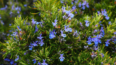 Photo of Coltivare il Rosmarino Blu Toscano: come curare le piante di rosmarino blu toscano