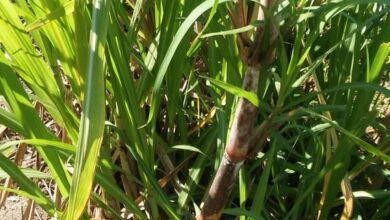 Photo of Coltivare la canna da zucchero in vaso: maggiori informazioni sulla cura dei contenitori di canna da zucchero