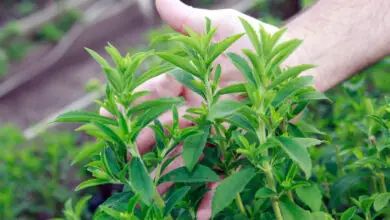 Photo of Coltivare la stevia: come piantare, coltivare e raccogliere piante di stevia