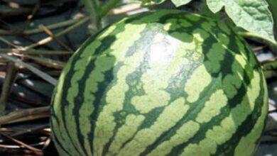 Photo of Coltivare l’anguria: la vostra guida per piantare, coltivare e raccogliere l’anguria