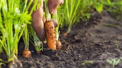 Photo of Coltivare le carote: Una guida introduttiva alla coltivazione e alla cura della carota