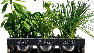 Photo of Coltivare un giardino di erbe aromatiche: tutto ciò che serve per iniziare