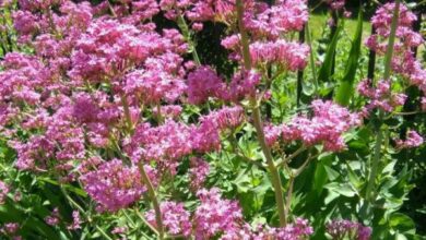 Photo of Coltivate il vostro Lamprantus e godetevi i suoi bellissimi e coloratissimi fiori.