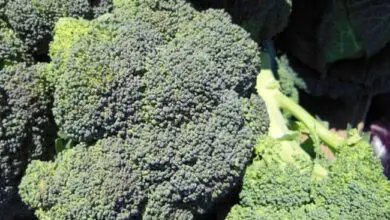 Photo of Coltivazione dei broccoli: la guida completa alla coltivazione, alla coltivazione e alla raccolta dei broccoli