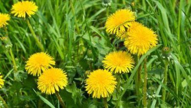 Photo of Coltivazione dei denti di leone: come piantare, coltivare e curare i denti di leone