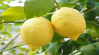 Photo of Coltivazione dei limoni: una guida completa per piantare, coltivare e raccogliere i limoni