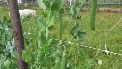 Photo of Coltivazione dei piselli: come piantare, coltivare e raccogliere i piselli verdi