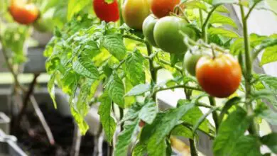 Photo of Coltivazione dei pomodori: tutto quello che c’è da sapere sulla coltivazione, la cura e la raccolta dei pomodori