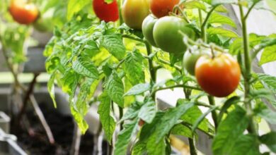 Photo of Coltivazione dei pomodori: tutto quello che c’è da sapere sulla coltivazione, la cura e la raccolta dei pomodori