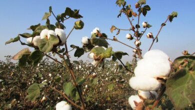 Photo of Coltivazione del cotone: una guida completa per piantare, coltivare e raccogliere il cotone