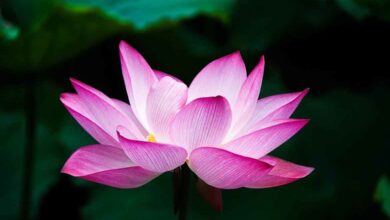 Photo of Coltivazione del fiore di loto per mezzo di tuberi