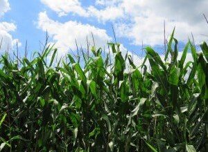 Photo of Coltivazione del mais: tutto quello che c’è da sapere sulla coltivazione, la cura e la raccolta del mais
