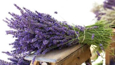 Photo of Coltivazione della lavanda: la guida completa per piantare, coltivare e raccogliere la lavanda